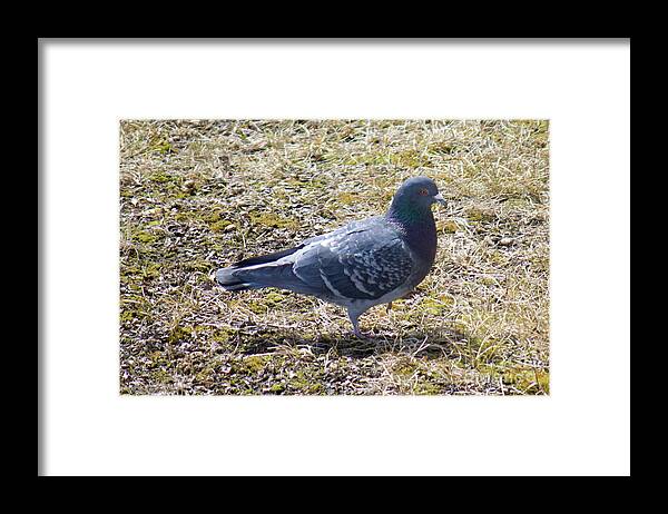 Pigeon Framed Print featuring the photograph Pigeon Walking by Donna L Munro