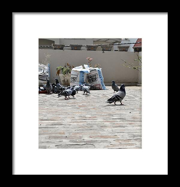 Pigeons Framed Print featuring the photograph Pigeons 1 by Sumit Mehndiratta