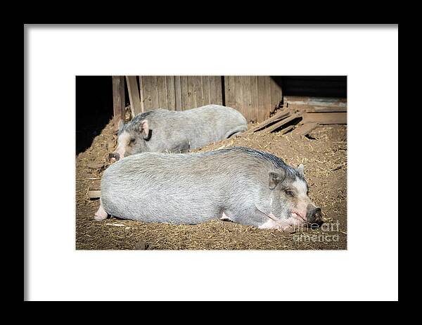 Pig Framed Print featuring the photograph Piggies by Cheryl McClure