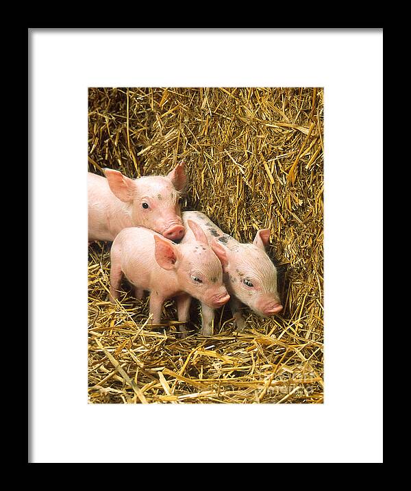 Animal Framed Print featuring the photograph Piglets by Science Source