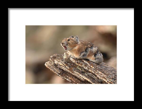 Pika Framed Print featuring the photograph Pika Barking From Rocktop Perch by Max Allen