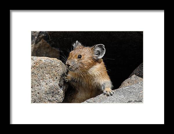 Animal Framed Print featuring the photograph Pika Looking out from its Burrow by Jeff Goulden
