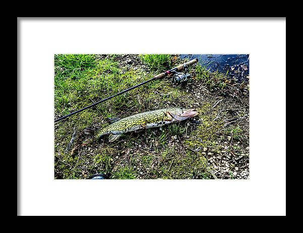 Pike Framed Print featuring the photograph Pike by the shore by Micha Dziekonski