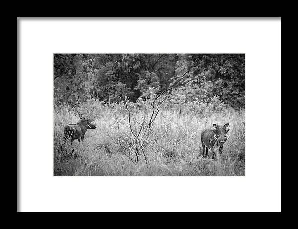  Framed Print featuring the photograph Pilanesburg National Park 27 by Erika Gentry