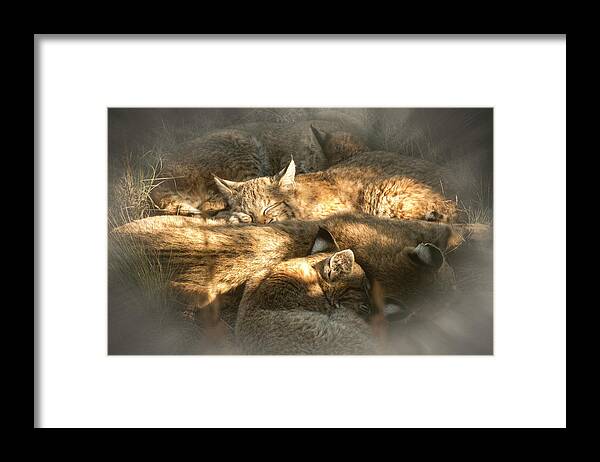 Animals Framed Print featuring the photograph Pile of Sleeping Bobcats by Mary Lee Dereske