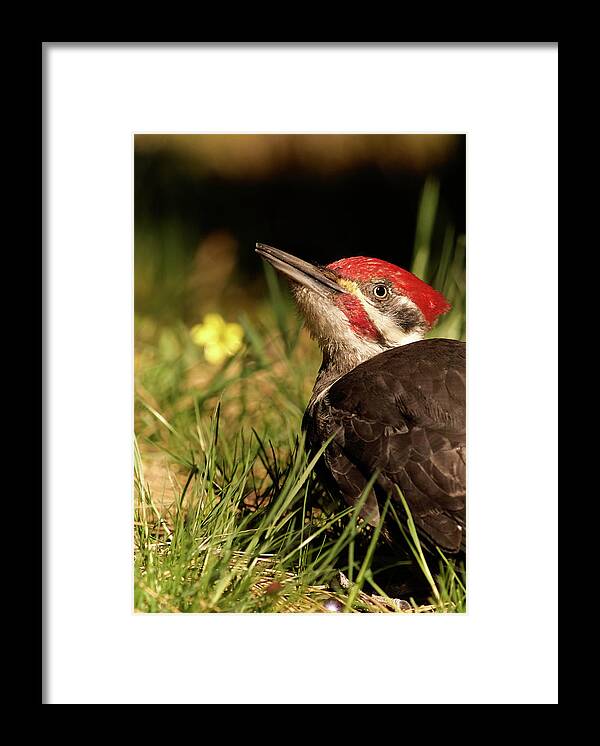 Bird Framed Print featuring the photograph Pileated Woodpecker by Loni Collins