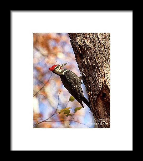 Pileated Woodpecker Framed Print featuring the photograph Pileated Woodpecker by Phil Spitze