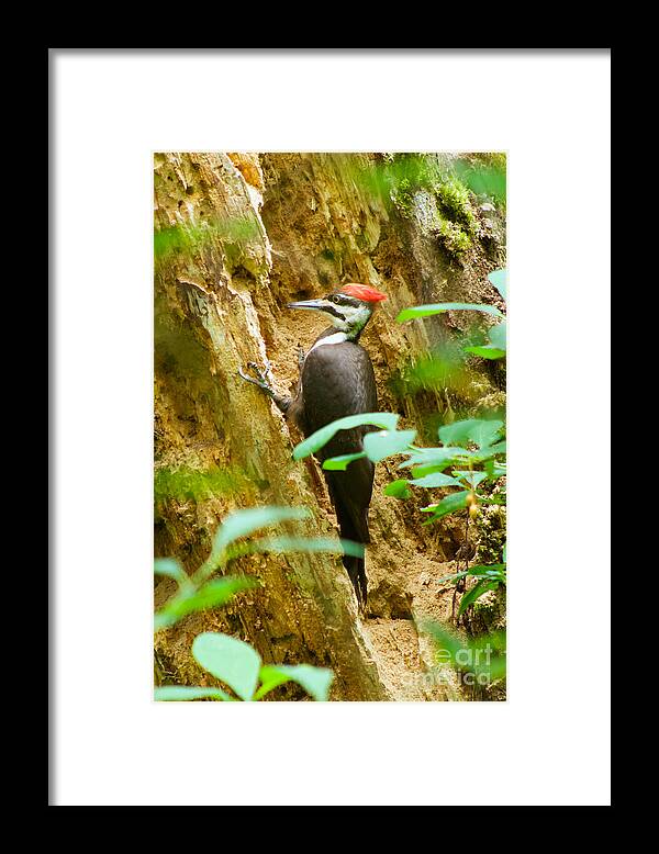 Photography Framed Print featuring the photograph Pileated Woodpecker by Sean Griffin