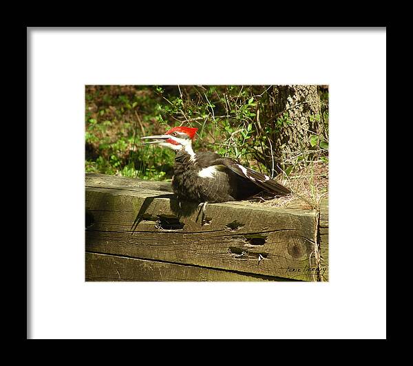 Faunagraphs Framed Print featuring the photograph Pileated Woodpecker1 by Torie Tiffany