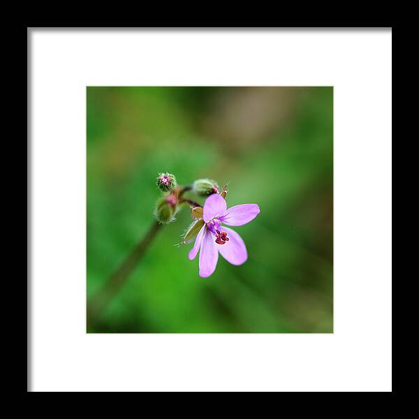 Wildflower Framed Print featuring the photograph Pin Clover by Bill Morgenstern