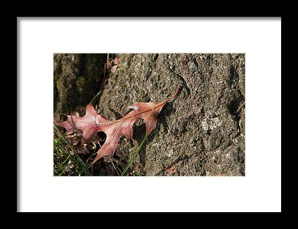 Leaf Framed Print featuring the photograph Pin Oak Leaf On Bark by Brian Green