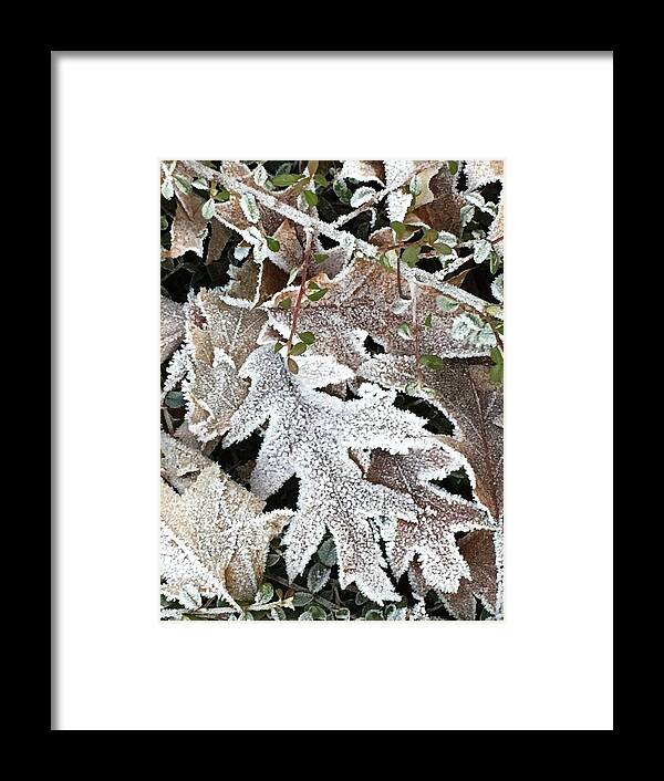 Pin Oak Framed Print featuring the photograph Pin Oak Leaves 2 by Kathryn Alexander MA