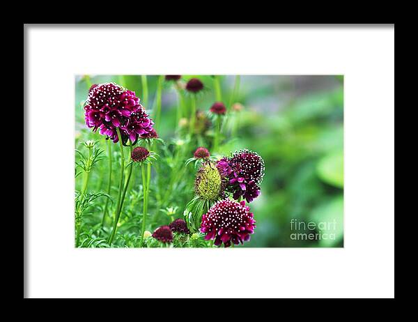 Floral Framed Print featuring the photograph Pincushion Family by Margaret Hamilton