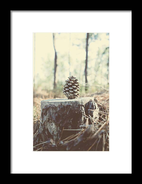 Pine Cone Framed Print featuring the photograph Pine Cone by Marco Oliveira