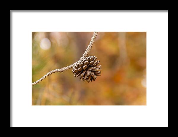 Conifer Cone Framed Print featuring the photograph Pine cone by SAURAVphoto Online Store