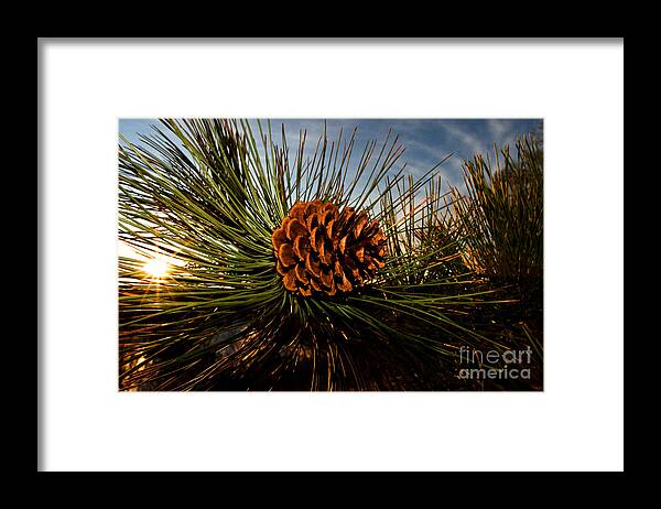 Pine Cone Framed Print featuring the photograph Pine Cone by Terry Elniski