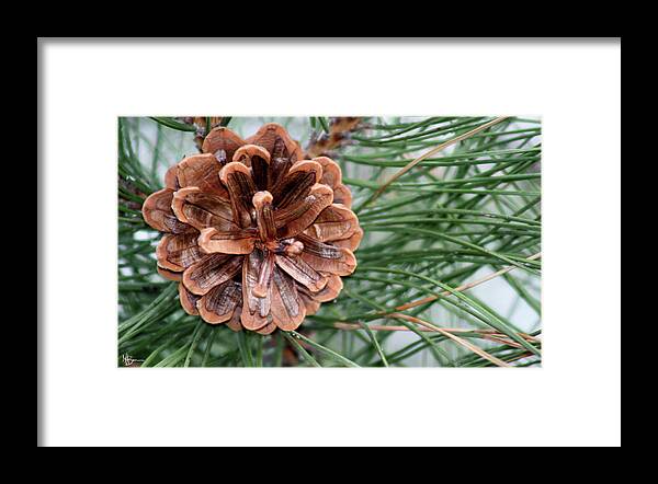 Pine Cone Framed Print featuring the photograph Pine Delight by Mary Anne Delgado