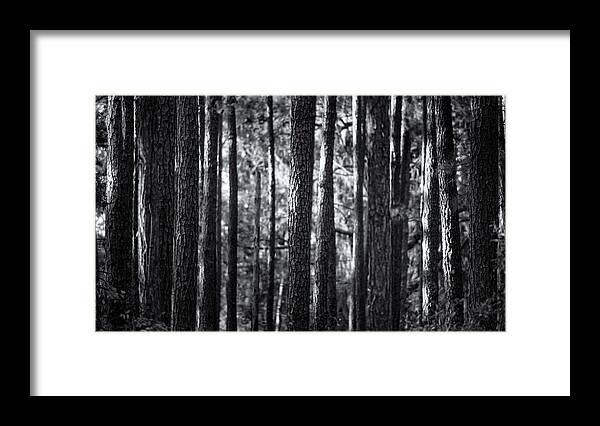 Pine Forest Framed Print featuring the photograph Pine Forest Black and White by Matt Hammerstein