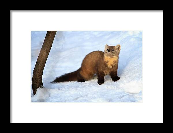 Wildlife Framed Print featuring the photograph Pine Martin 2 by Gary Hall