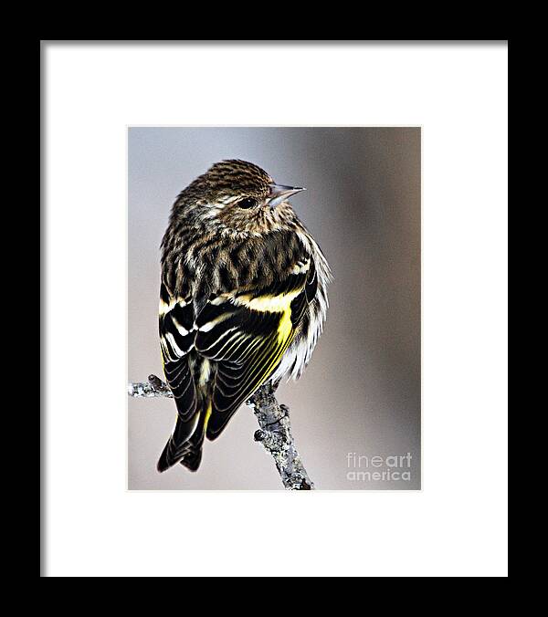 Photography Framed Print featuring the photograph Pine Siskin by Larry Ricker