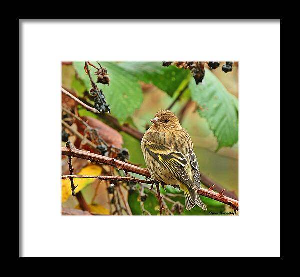 Bird Framed Print featuring the photograph Pine Siskin by Steve Warnstaff