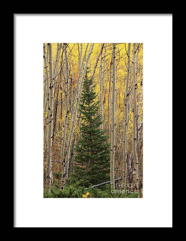 Aspens Framed Print featuring the photograph Pine Tree Among Aspens 4874 by Jack Schultz