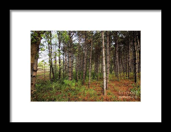 Pine Trees Framed Print featuring the photograph Pine trees of Whitetail Woods Park by Jimmy Ostgard