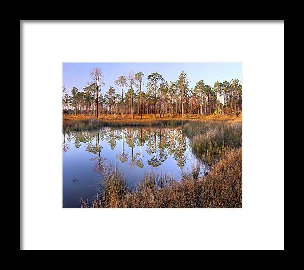 00175905 Framed Print featuring the photograph Pine Trees Reflected In Pond Near Piney by Tim Fitzharris