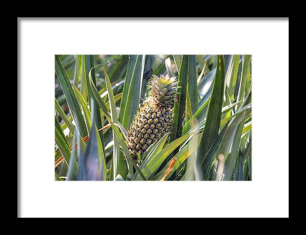 Pineapple Framed Print featuring the photograph pineapple plantation in Kerala - India by Joana Kruse