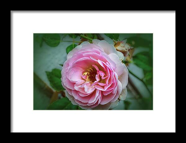 Color Framed Print featuring the photograph Pink #a4 by Leif Sohlman