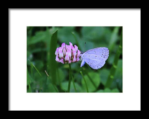 Pink And Blue Framed Print featuring the photograph Pink and Blue by PJQandFriends Photography