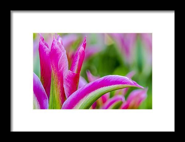 Abundance Framed Print featuring the photograph Pink and Green Tulip Petals by Teri Virbickis