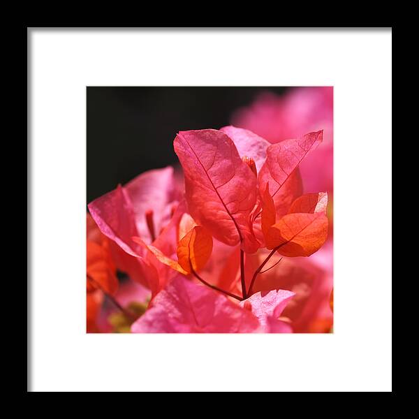 Bougainvillea Framed Print featuring the photograph Pink and Orange Bougainvillea - Square by Rona Black