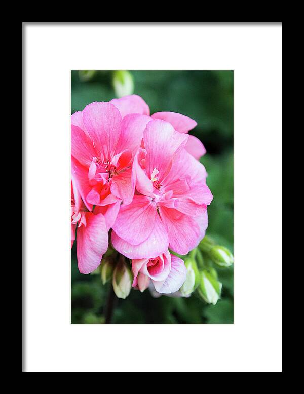 Flowers Framed Print featuring the photograph Pink and White Bouquet by Lisa Blake