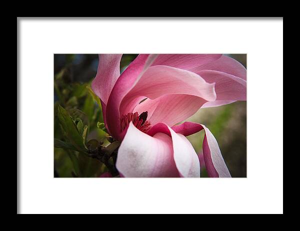Morton Arboretum Framed Print featuring the photograph Pink and white magnolia by Joni Eskridge