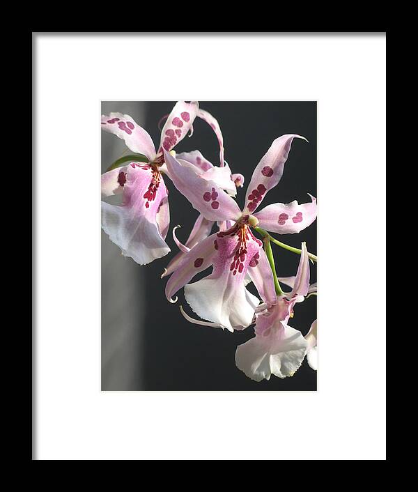 Miltonia Orchid Framed Print featuring the photograph Pink And White Orchid by Alfred Ng