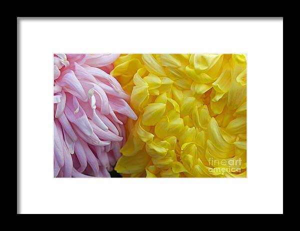 Pink Framed Print featuring the photograph Pink and Yellow Mums by Jim Gillen