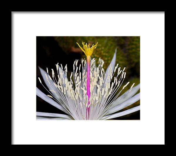 Pistil Framed Print featuring the photograph Pink and Yellow Pistil by Kelley King