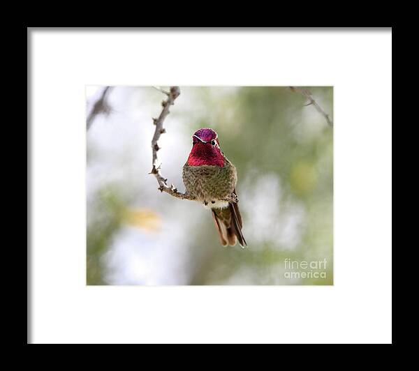 Denise Bruchman Framed Print featuring the photograph Pink Anna's Hummingbird by Denise Bruchman