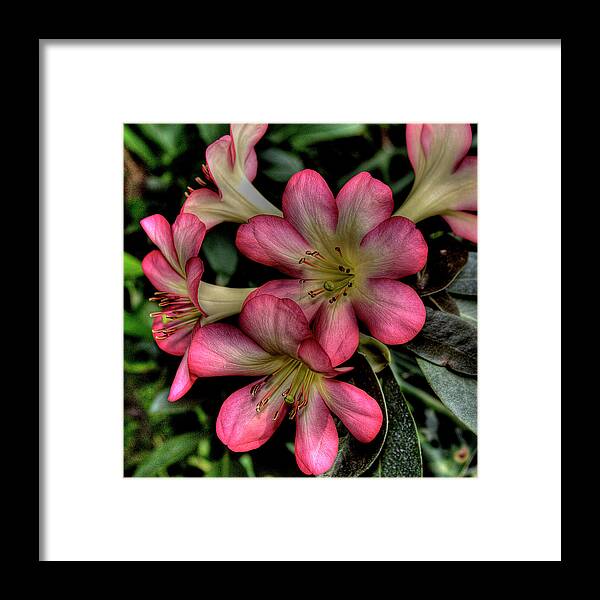 Pink Azalea Framed Print featuring the photograph Pink Azalea by David Patterson