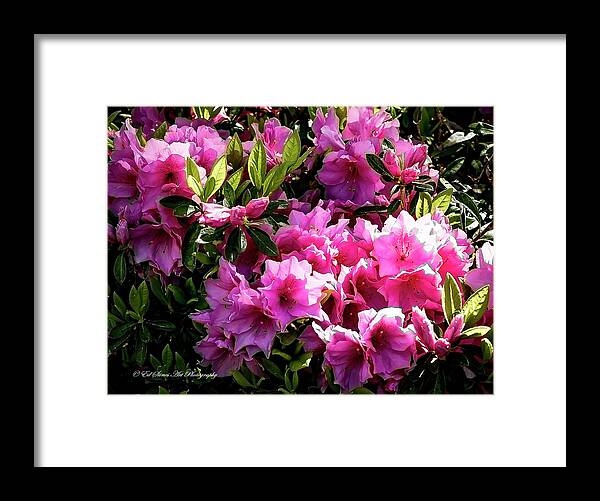 Flowers Framed Print featuring the photograph Pink Azaleas by Ed Stines