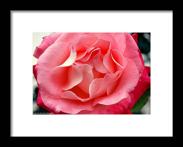 Rose Framed Print featuring the photograph Pink Beauty by Mia Alexander