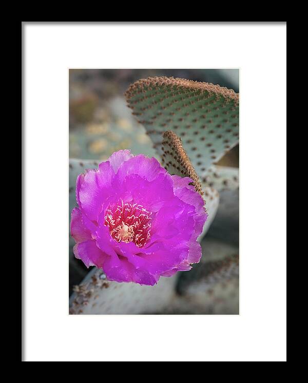 Pink Beavertail Cactus Framed Print featuring the photograph Pink Beavertail Cactus by Saija Lehtonen
