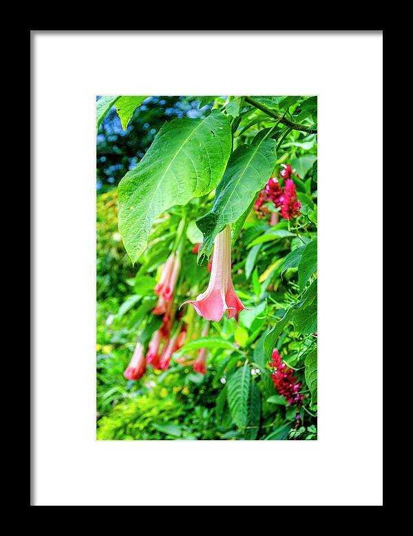 Flowers Framed Print featuring the photograph Pink Bell Flowers by Daniel Murphy