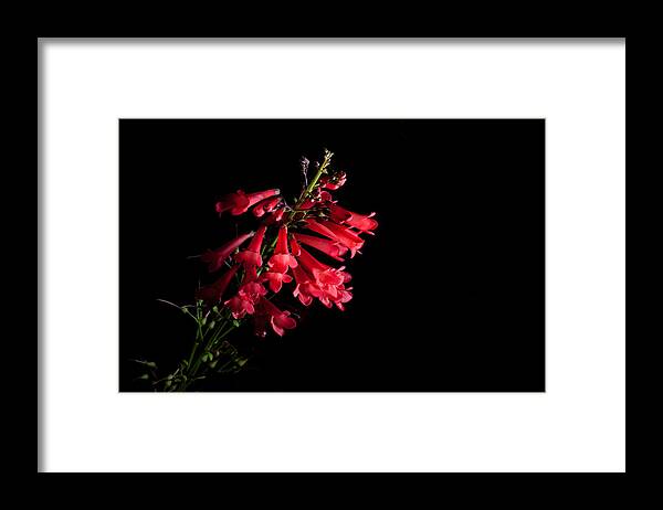 Flower Framed Print featuring the photograph Scarlet Bugler by Eugene Campbell