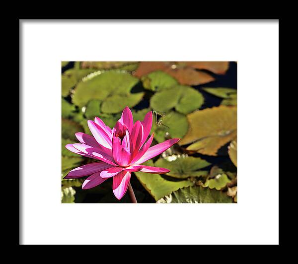 Water Lily Framed Print featuring the photograph Pink Blooming Water Lily by Judy Vincent