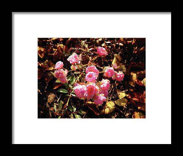Flowers Framed Print featuring the photograph Pink Blossoms in Autumn by Celtic Artist Angela Dawn MacKay