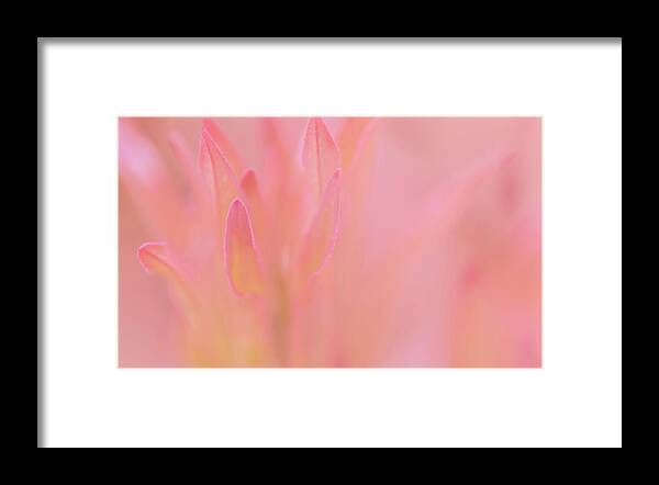 Pink Framed Print featuring the photograph Pink Blush by Liz Albro