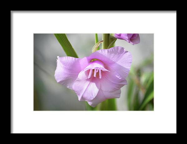 Gladiolus Framed Print featuring the photograph Pink Blush by Terence Davis