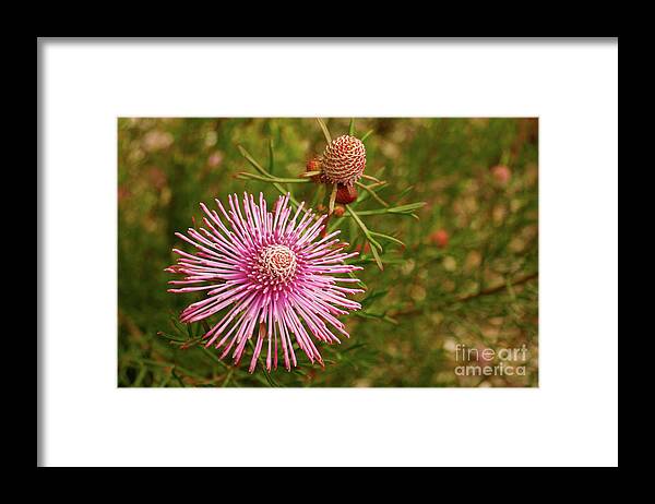 Flower Framed Print featuring the photograph Pink Brilliance by Cassandra Buckley